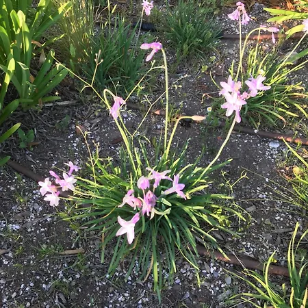 Apartment Salines De Giens