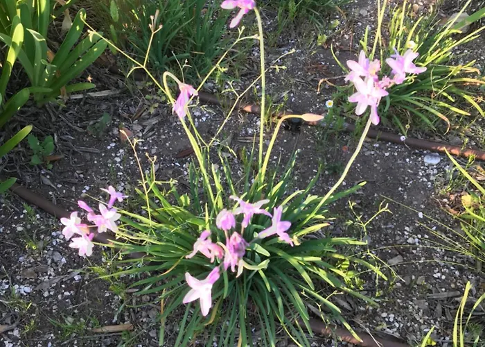 Lejlighed Salines De Giens